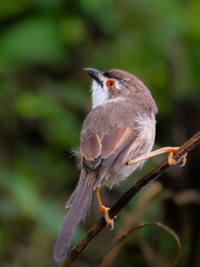 bird ready to take off on a clean background