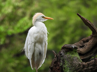 Cattle Egret