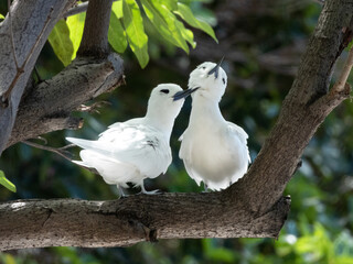 Two Fairy Terns on Tree Branch