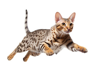 Graceful Ocicat Leaping in Mid-Air - Transparent Background