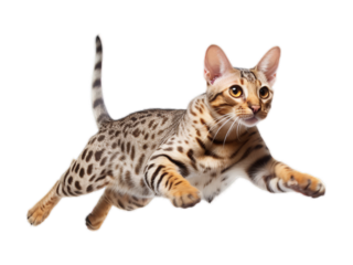 Graceful Ocicat Leaping in Mid-Air - Transparent Background
