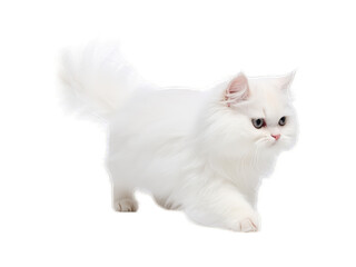 Obraz premium Playful Persian Cat - Transparent Background
