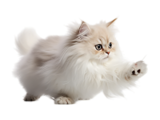 Playful Persian Cat - Transparent Background