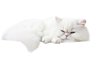 Obraz premium Relaxed Persian Cat Lounging - Transparent Background