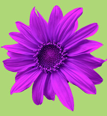 Obraz premium pink flower