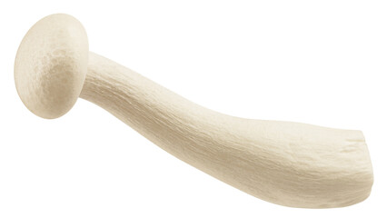 Shimeji mushroom, white beech mushrooms, isolated on white background, full depth of field