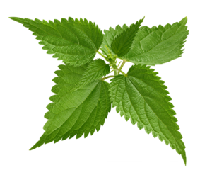 Nettle isolated on white background, full depth of field