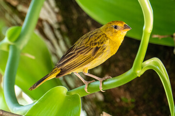Atlantic Canary, a small Brazilian wild bird. The yellow canary Crithagra flaviventris is a small...
