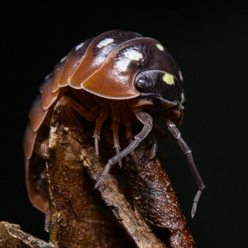 Armadilidium Kluugi Montenegro Assel auf einem Blatt mit schwarzem Hintergrund Makrofotografie 