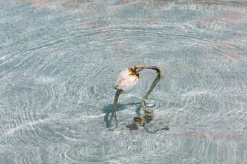 Buoy floating in the blue water of turquoise sea