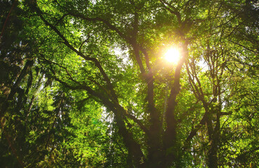 huge very old fairytale kind of elm or oak tree canopy in a forest with beautiful sun backlighting 