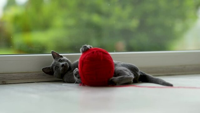 Young funny Russian Blue kitten playing with red yarn ball.