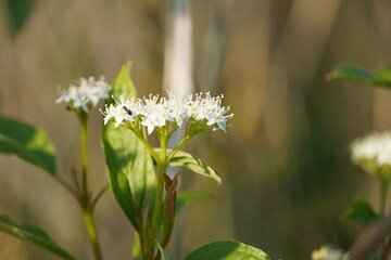 flowers in the garden