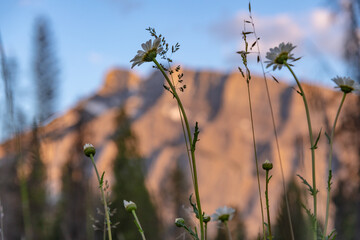 Summertime daisy flowers seen with sunset sky and mountain of Mount Rundle in blurred distance. Taken in Banff National Park. 