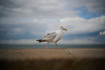 Side profile of a sea gull in Ireland