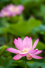 Obraz premium Pink Lotus Flower