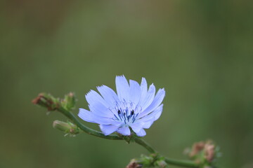 Sweden. Common chicory (Cichorium intybus) is a somewhat woody, perennial herbaceous plant of the family Asteraceae, usually with bright blue flowers, rarely white or pink.  - obrazy, fototapety, plakaty