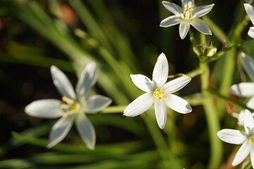 flowers in spring garden