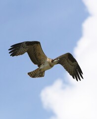 Obraz premium Juvenile Osprey in flight