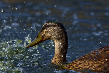 Female Mallard duck splashes in the fountain of a local pond on a hot sunny summer day.