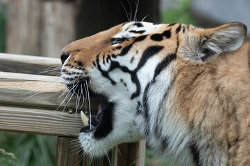 Close up Siberian Tiger