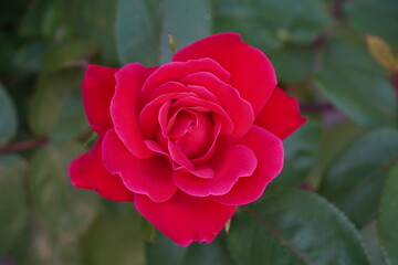 flowers in spring garden and road