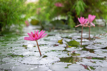 Beautiful pink lotus flower in blooming. oriental floral background