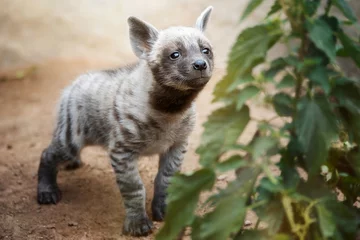 Wandcirkels aluminium Striped hyena (Hyaena hyaena) with broad head and dark eyes © Sangur