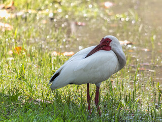 Ibis