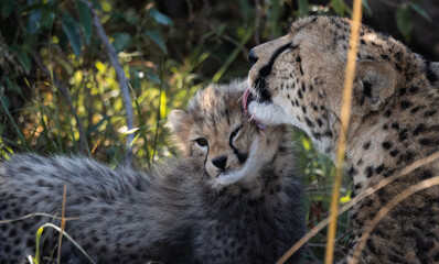 cheetah in the grass