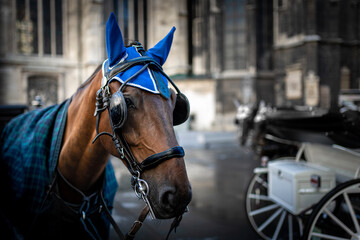 Beautiful brown horse stallion mare portrait with blue ear bonnet on city center of Vienna...