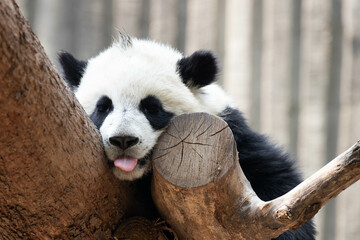 Little panda in Chengdu Panda Base, China