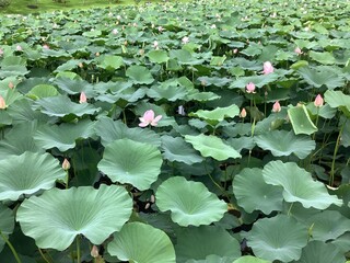 Lotus pond full of lotus leaves as far as the eye can see