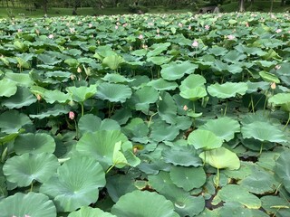 Lotus pond full of lotus leaves as far as the eye can see