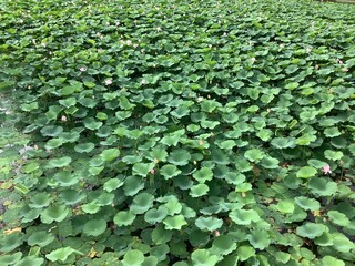Lotus pond full of lotus leaves as far as the eye can see