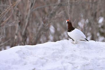A Willow Ptarmigan (Lagopus lagopus) transitioning from winter to spring camouflage for the mating season in Alaska.
