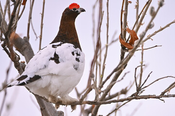 A Willow Ptarmigan (Lagopus lagopus) transitioning from winter to spring camouflage for the mating season in Alaska.