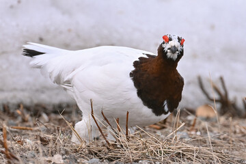 A Willow Ptarmigan (Lagopus lagopus) transitioning from winter to spring camouflage for the mating season in Alaska.