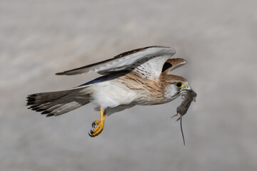 Nankeen or Australian Kestrel in flight with prey