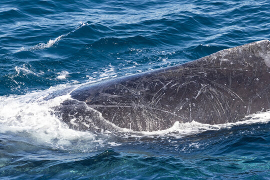 Close up of Humpback Whale showing marks and scratches on skin