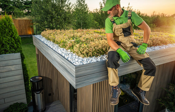 Professional Gardener Taking Close Look on His Sedum Living Roof Project