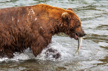 Bear on Alaska