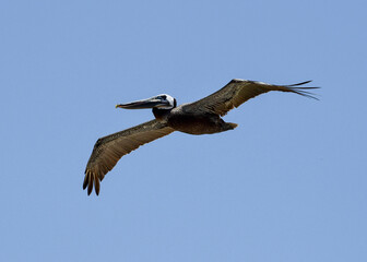 Pelican in flight	