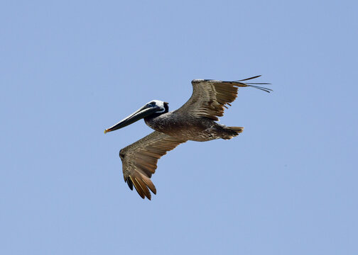 Pelican flying over Corpus Christi Beach, Texas