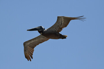 Pelican in flight	