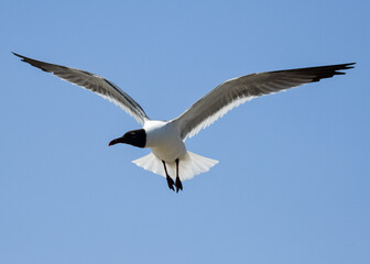 Laughing Gulls flying at Corpus Christi, Texas