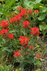 Close up of a bunch of red wildflower blossoms, specifically Harsh India Paintbrush (Castilleja...