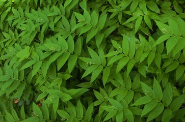 Top down view of lush green foliage, specifically Star-flowered Lily-of-the-valley (Maianthemum stellatum), completely covering the forest flower. 