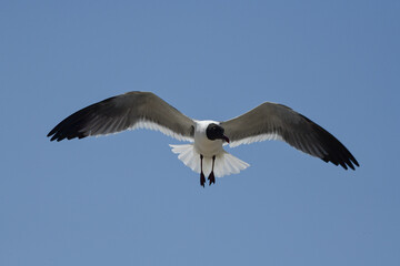 Laughing Gulls flying at Corpus Christi, Texas