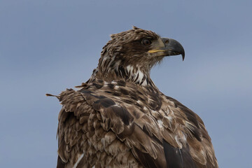 Portrait of Immature Eagle